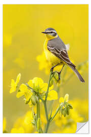 Wandsticker Schafstelze im Rapsfeld