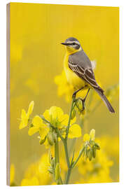 Holzbild Schafstelze im Rapsfeld