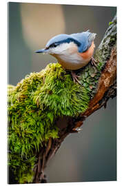 Acrylglasbild Kleiber