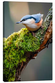 Canvas print Nuthatch - Christian Müringer