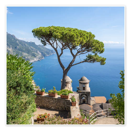 Poster Old pine tree in Villa Rufolo, Amalfi Coast, Italy