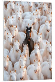 Cuadro de aluminio King of the herd - Peter Roder