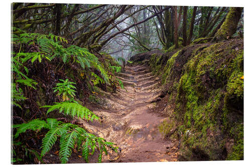 Obraz na szkle akrylowym Path through the cloud forest