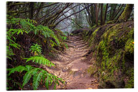 Obraz na szkle akrylowym Path through the cloud forest - Denis Feiner
