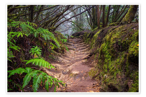 Poster Path through the cloud forest