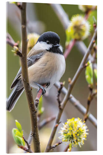 Stampa su vetro acrilico Black-capped Chickadee