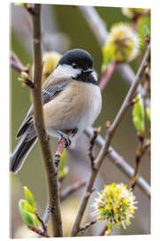 Tableau en verre acrylique Black-capped Chickadee