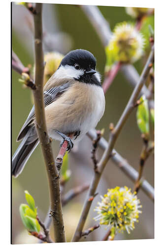 Tableau en aluminium Black-capped Chickadee