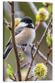 Quadro em tela Black-capped Chickadee