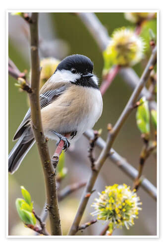 Poster Black-capped Chickadee