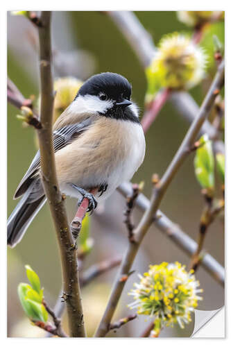 Vinilo para la pared Black-capped Chickadee