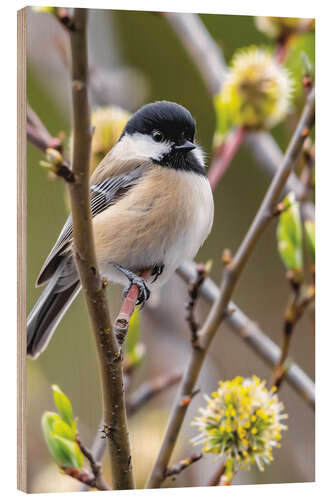 Wood print Black-capped Chickadee