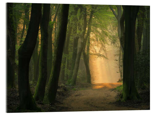 Obraz na szkle akrylowym Beautiful light in Speulder forest in the Netherlands