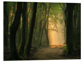Obraz na szkle akrylowym Beautiful light in Speulder forest in the Netherlands - Jos Pannekoek