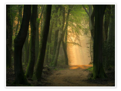 Póster Beautiful light in Speulder forest in the Netherlands