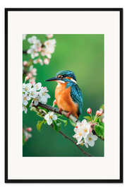 Gerahmter Kunstdruck Eisvogel