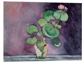 Acrylglas print Geranium in a pot