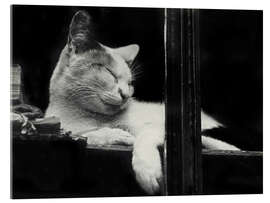 Acrylic print Cat behind the Window, 1930 - Aenne Biermann