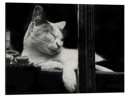 Cuadro de aluminio Cat behind the Window, 1930