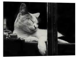 Cuadro de aluminio Cat behind the Window, 1930 - Aenne Biermann