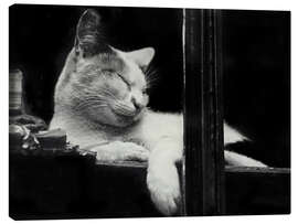 Obraz na płótnie Cat behind the Window, 1930 - Aenne Biermann