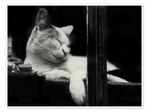 Poster Cat behind the Window, 1930