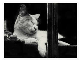 Wall print Cat behind the Window, 1930 - Aenne Biermann