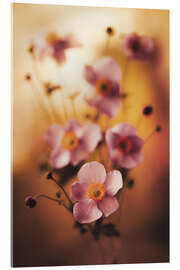 Obraz na szkle akrylowym Pink anemones - Jaroslaw Blaminsky