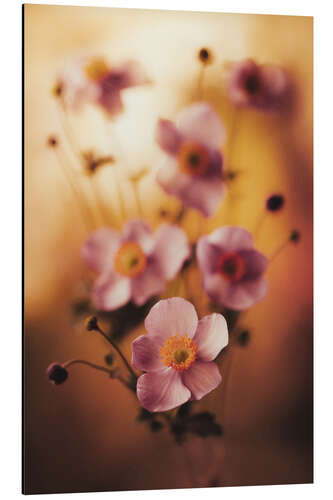Stampa su alluminio Pink anemones