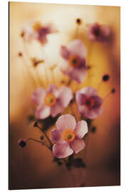 Stampa su alluminio Pink anemones - Jaroslaw Blaminsky