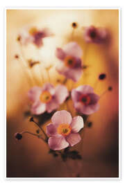 Obraz Pink anemones - Jaroslaw Blaminsky