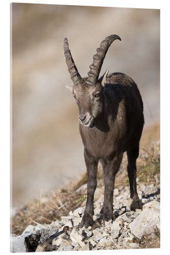 Quadro em acrílico Alpine ibex at Augustmatthorn, Switzerland