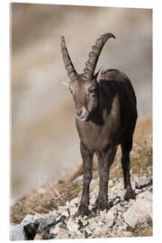 Quadro em acrílico Alpine ibex at Augustmatthorn, Switzerland - Peter Wey