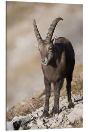 Alubild Alpensteinbock am Augustmatthorn, Schweiz - Peter Wey