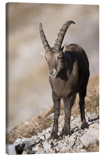 Canvas print Alpine ibex at Augustmatthorn, Switzerland