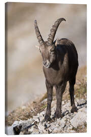 Canvas print Alpine ibex at Augustmatthorn, Switzerland - Peter Wey