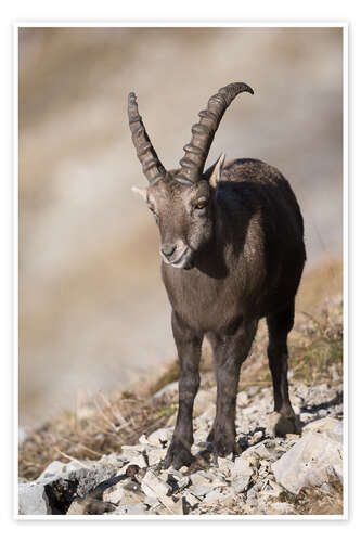 Poster Alpensteinbock am Augustmatthorn, Schweiz