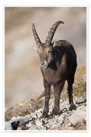 Wandbild Alpensteinbock am Augustmatthorn, Schweiz - Peter Wey