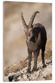 Holzbild Alpensteinbock am Augustmatthorn, Schweiz - Peter Wey