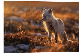 Akrylbillede Arctic fox in the Norwegian tundra in the evening light