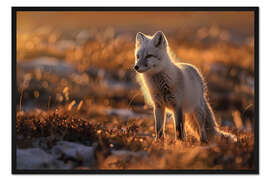 Gerahmter Kunstdruck Polarfuchs in der Tundra Norwegens im Abendlicht
