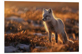 Cuadro de PVC Arctic fox in the Norwegian tundra in the evening light