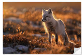 Wandsticker Polarfuchs in der Tundra Norwegens im Abendlicht