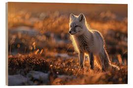 Print på træ Arctic fox in the Norwegian tundra in the evening light