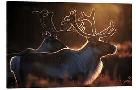 Akrylbillede Reindeer in the Norwegian tundra