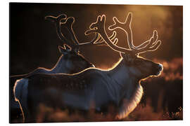 Aluminium print Reindeer in the Norwegian tundra