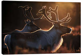 Lienzo Reindeer in the Norwegian tundra