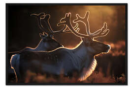 Gerahmter Kunstdruck Rentiere in der Tundra Norwegens