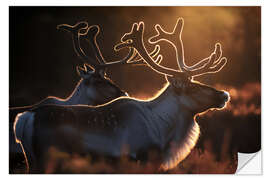 Wandsticker Rentiere in der Tundra Norwegens