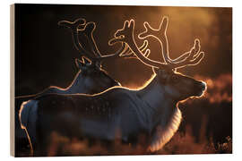 Print på træ Reindeer in the Norwegian tundra